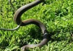 snake_173521_01.jpg