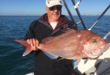 Bay teeming with snapper