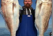 Fish ready for the taking