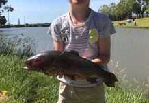 Clifton Springs teeming with snapper