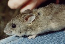 ‘Climate change’ blamed for local extinction of rare native mouse in Otways