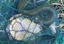 Fisheries surveillance busts illegal net, saves animals at Lara