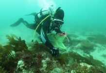 Bay ‘pest scare’ for coast