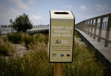Volunteers in Seal mission along coast