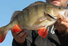 Pinkies and reddies in big numbers