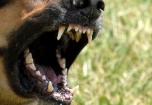 Attack kills dog, injures two others