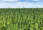 Hemp_181391_02.jpeg
