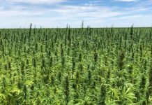 Geelong set to become ‘hemp hub’