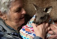 Di’s care for marsupial orphans all sewn up