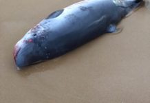 DWELP warns public after whale death