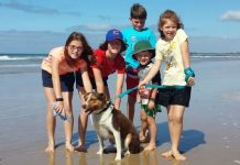 Dogs ‘need better beach manners’