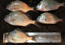 Fishy find leads to $1k fine