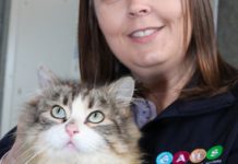 Cats at capacity in GAWS shelter