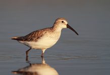 Moolap ‘risk for rare bird’