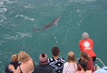 Murph’s porpoise in life