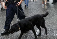 Police dogs sniff out drugs