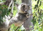 Koala_186756_09.jpg