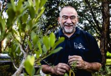Bonsai bonanza at Belmont