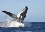 whales_186827_28.JPG