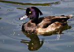 birds_189106_01.jpg