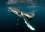 whale_193943_01