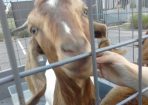 Goats2_166907_01.jpeg