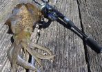 squid_165524_01.jpg