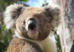 Koala_194211_09.jpg