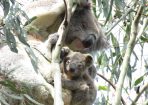 Koala_194211_13.JPG