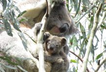 Koala-ty help for furry locals