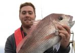 snapper