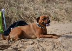 Dogs_195415_02.JPG
