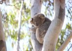 Koalas_203334_02.JPG