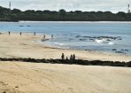 Bellarine_207436_01.JPG