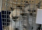 Kittens_224220_01.JPG
