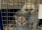Kittens_224220_02.JPG