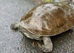 Turtle_223852_02.jpg