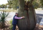 Tree_225417_01.jpeg