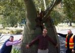 Tree_225417_04.JPG