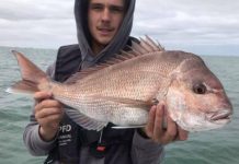 Inner harbour holding plenty of fish