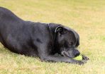 Adoption_229871_04.jpg