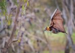 Bats_232616_01.jpg