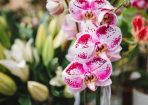 Florist_236315_01.JPG