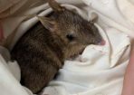 Bandicoot_241953_02.JPG