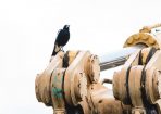 MAGPIE_214369_03.jpg