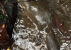 Platypus_248755_01.JPG