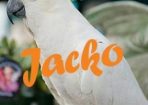 Cockatoo_250559_01.jpg