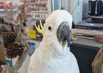 Cockatoo_250559_03.jpg