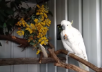 Cockatoo_250559_05.png