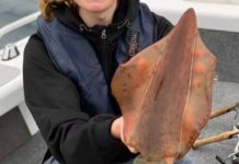 Bay a top spot for snapper